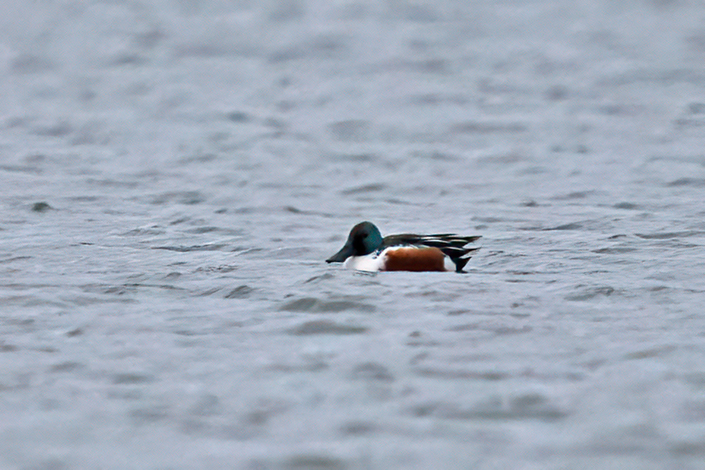 Northern Shoveler